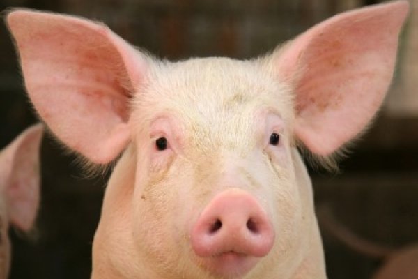 Pigs