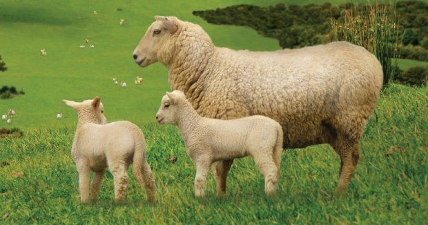 Why improve flock fertility?