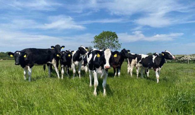Worms and rotational grazing – what’s the risk?