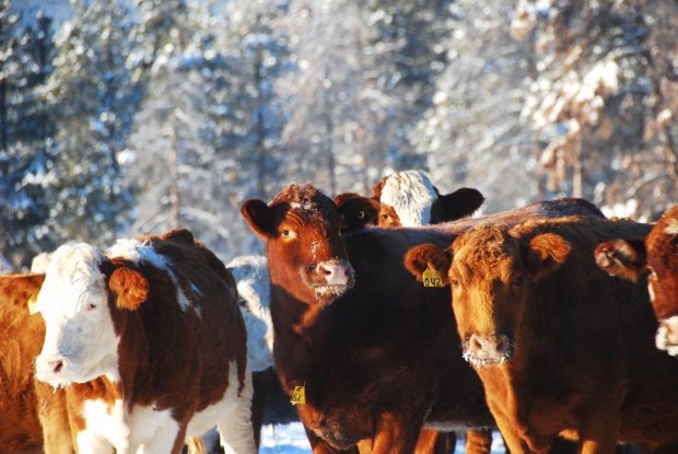 6 things to think about if outwintering your herd this winter