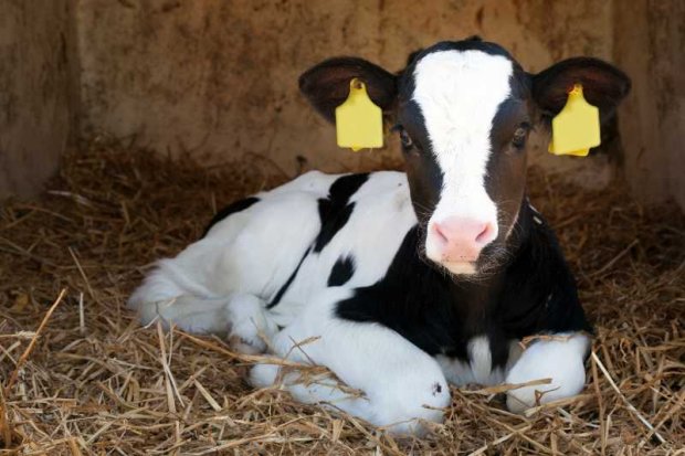 A Comprehensive Approach to Calf Scour Management for Farmers