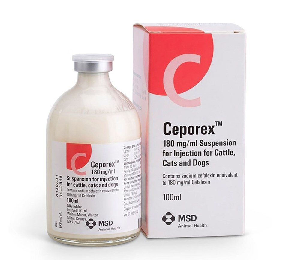 MSD Ceporex Injection 100ml - Farmacy