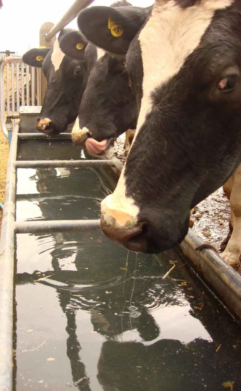 Livestock Drinking Water Minerals Farmacy