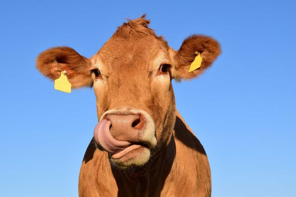 Responsible Use of Medicines (Red Tractor Approved) - Farmacy Responsible Use of Medicines (Red Tractor Approved) - Farmacy