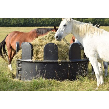 Equine