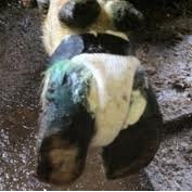 Cowslipper DD Treatment