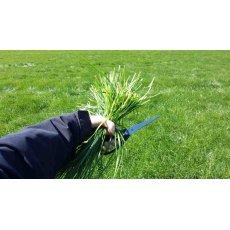 Fresh Grass Analysis