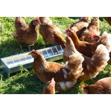 Galvanised Steel Feed Trough for Chickens
