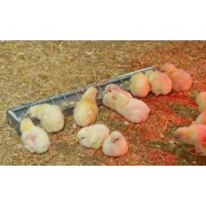 Galvanised Steel Trough for Chicks