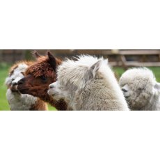 Basic Camelid Care