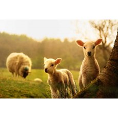 Successful Lambing