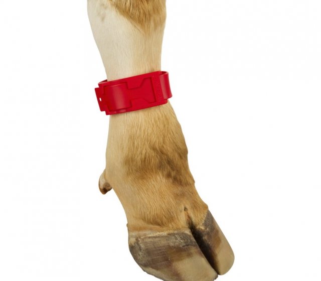 Reusable Indentification Leg Band