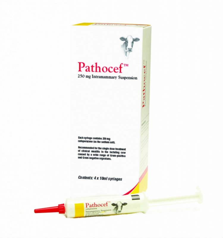 Zoetis Pathocef 4 pack