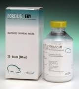 MSD Porcilis Ery