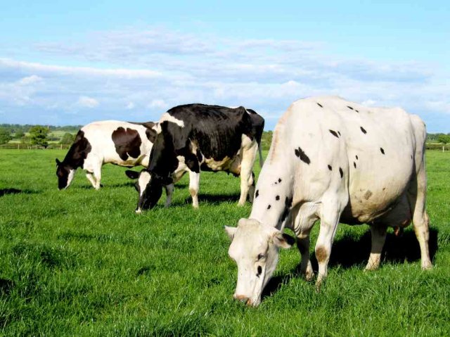 Forage Mineral Analysis
