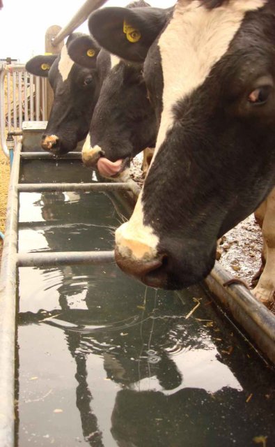 Livestock Drinking Water - Minerals
