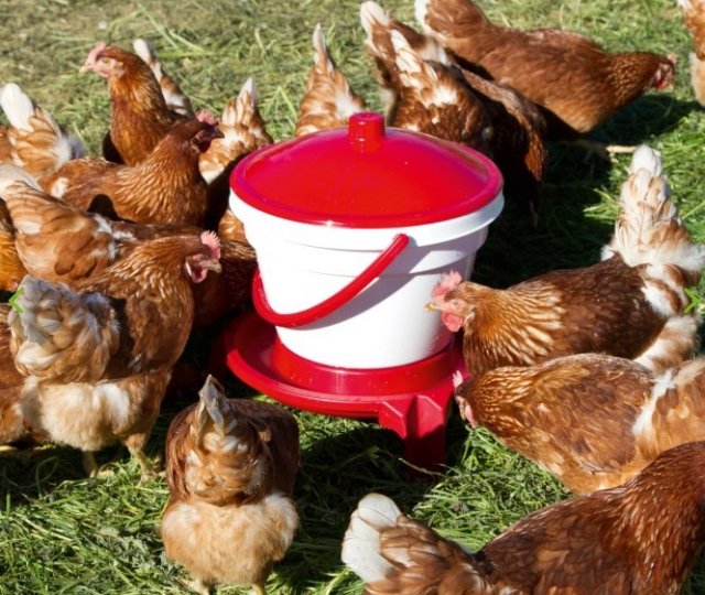 Poultry Drinker Bucket with Feet