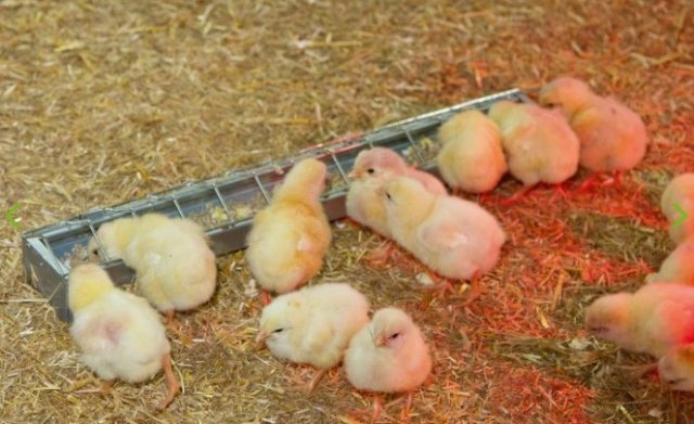 Galvanised Steel Trough for Chicks