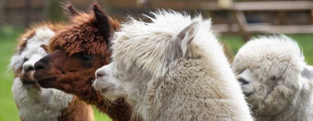 Basic Camelid Care
