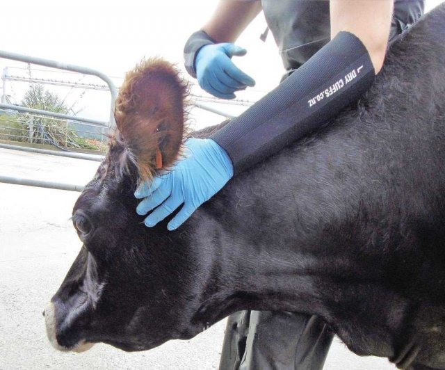 Dry Cuffs Milking Sleeves
