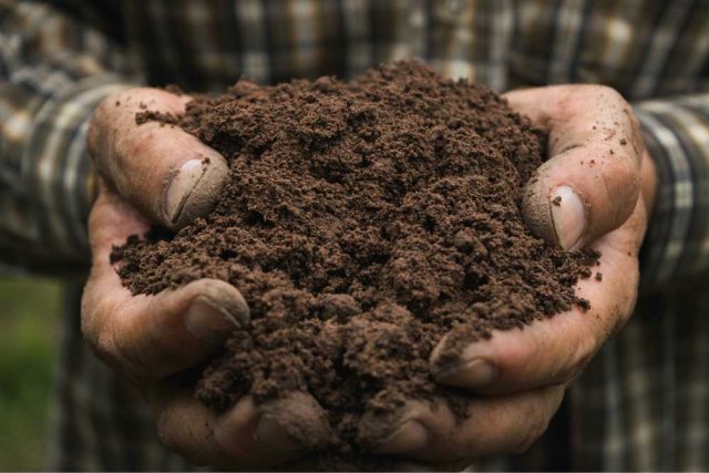 Basic Soil Analysis PLUS Organic Matter