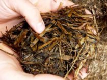 Mycotoxin Screen (6 Toxins)