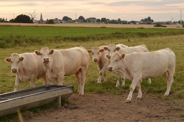 Water Microbial Analysis - (Red Tractor Compliant) (Ecoli/coliforms/TVC)