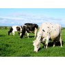 Forage Mineral Analysis
