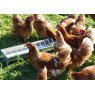 Galvanised Steel Feed Trough for Chickens