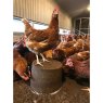 Well Bird Pecking Block for Chickens ORGANIC14kg