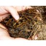 Mycotoxin Screen (6 Toxins)