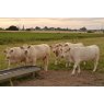 Water Microbial Analysis - (Red Tractor Compliant) (Ecoli/coliforms/TVC)